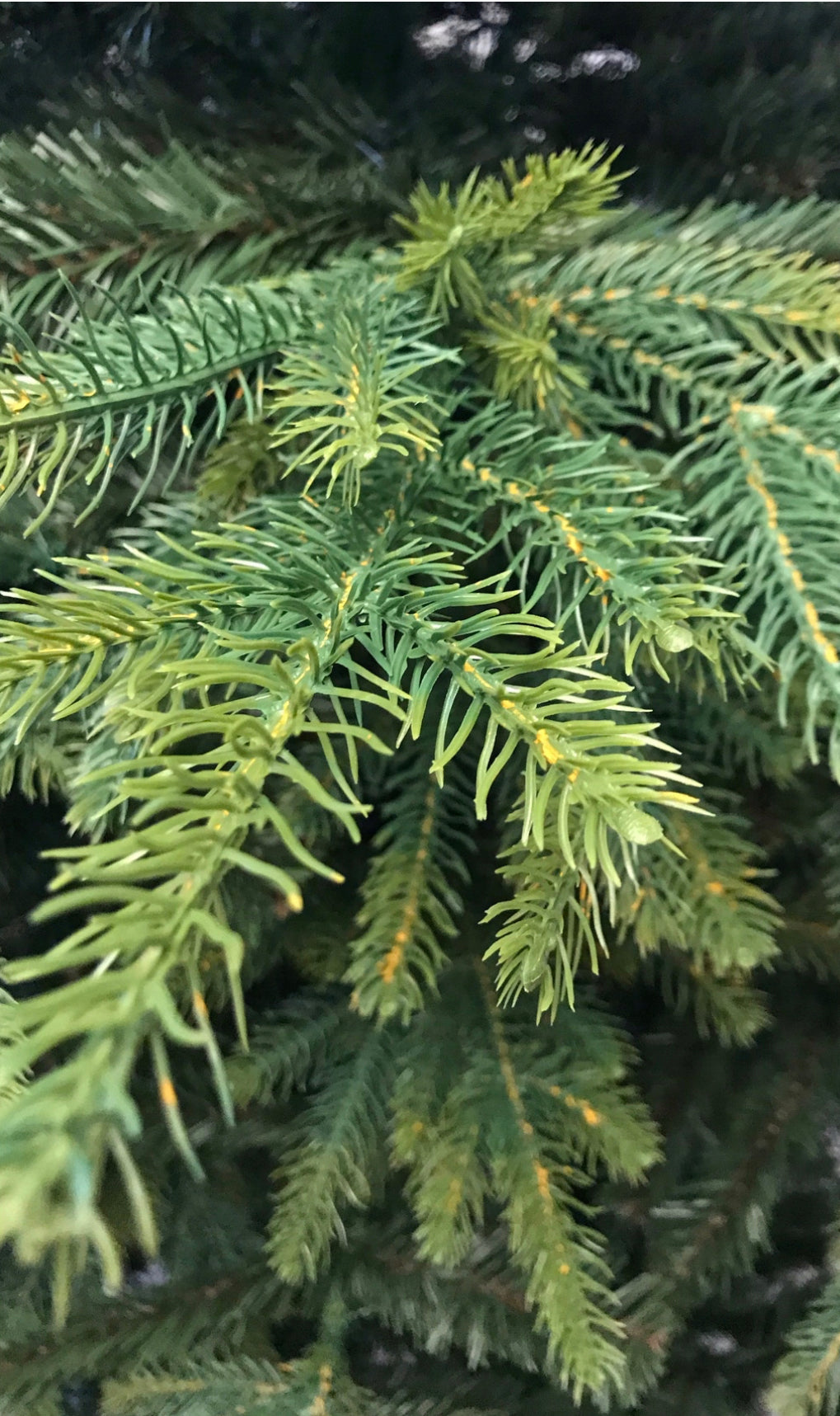 Christmas Tree 220 cm