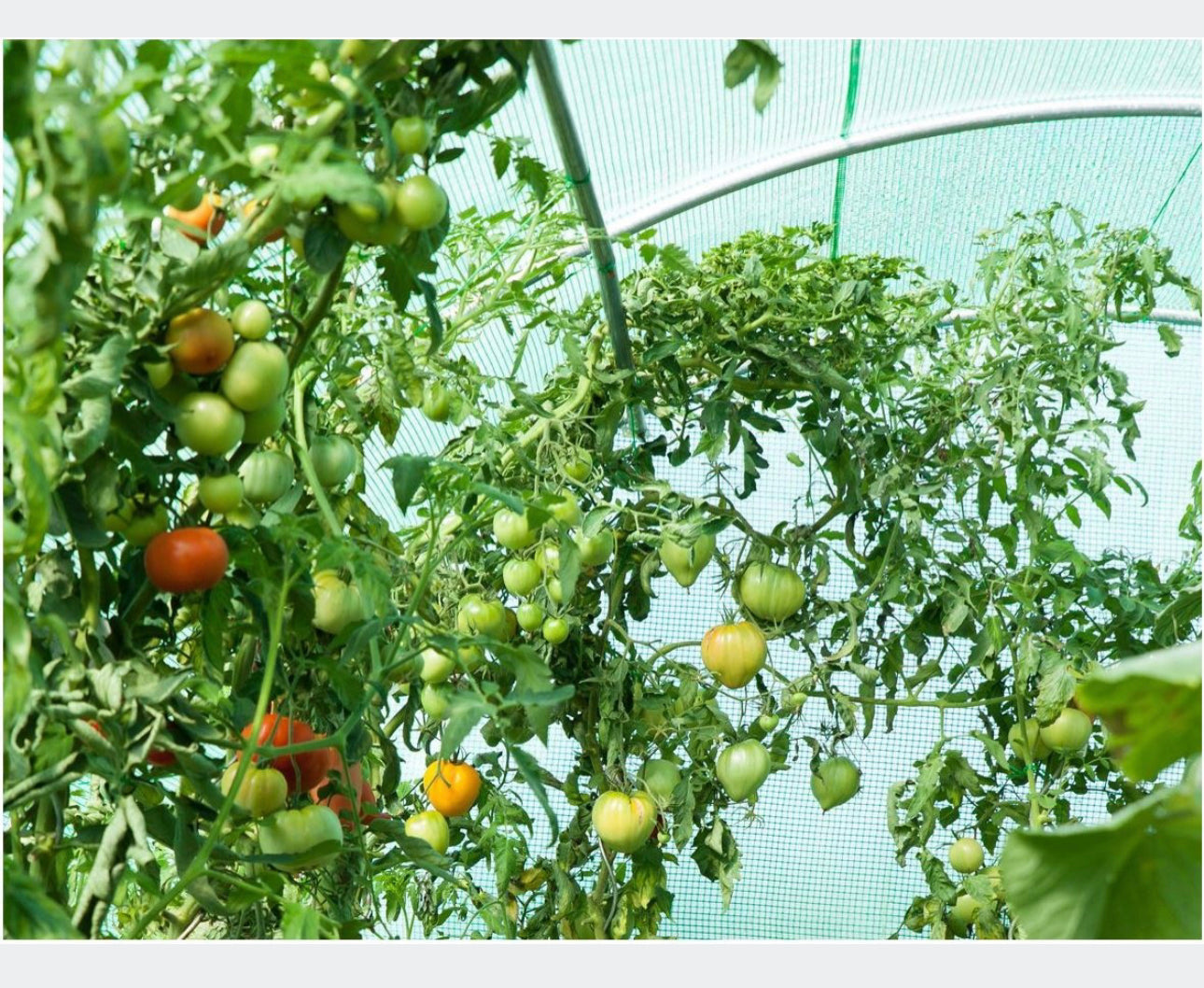 REPLACEMENT FOIL 250x400 cm FOR POLY TUNNEL FOIL